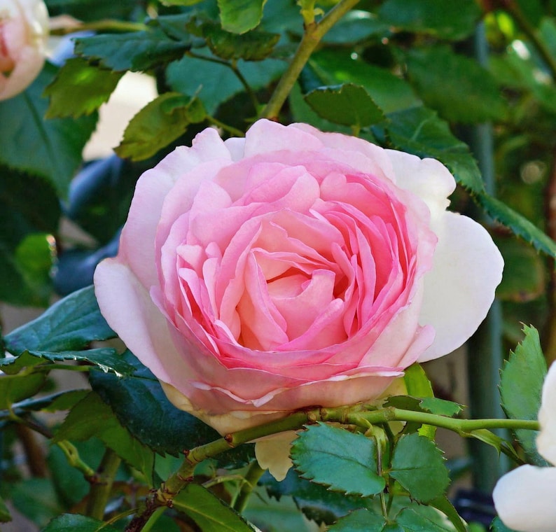 Peut inclure: Une seule rose rose avec un bord blanc fleurit dans un jardin. La rose a de nombreuses p&eacute;tales et est en pleine floraison.