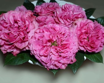 Belle rose bleu rose rare, plante vivante en pot avec des racines saines R11