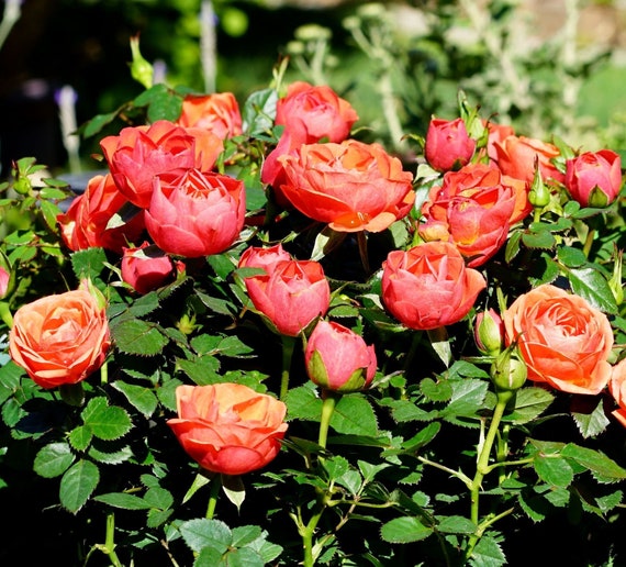 Lovely Orange Mini Rose, Live Plant Potted, Healthy Own Root - Etsy Lovely Orange Mini Rose, Live Plant Potted, Healthy Own Root - Etsy