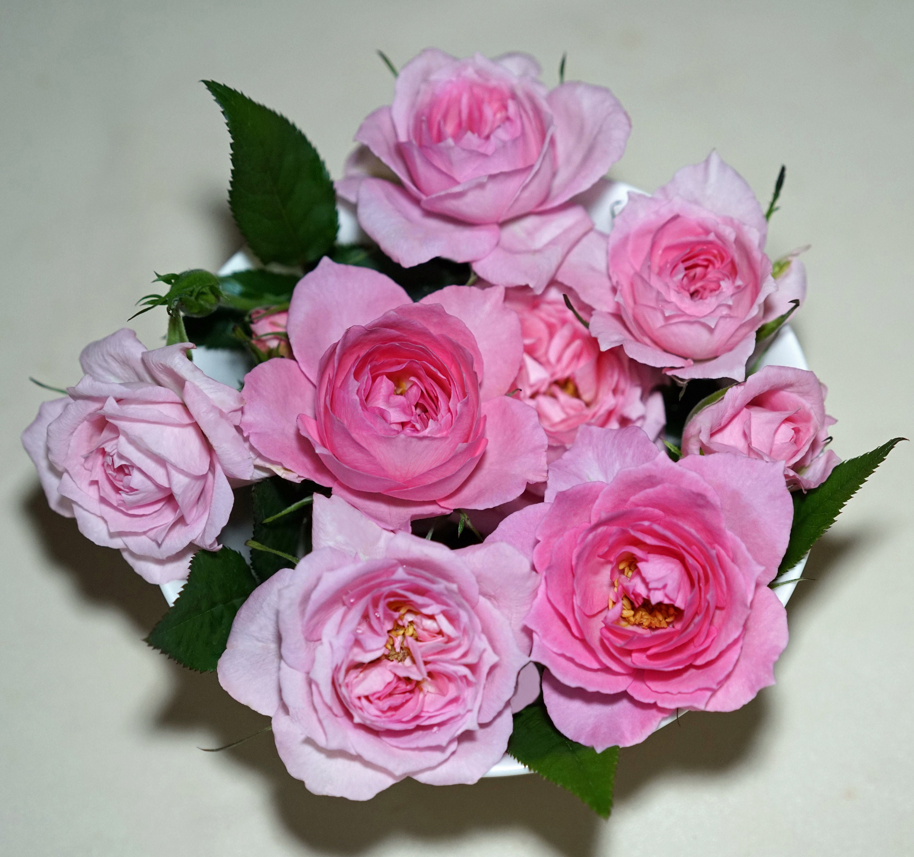 Medium Roses Beautiful Pink Mini Medium Size Flower Rose, Live Plant Potted, Healthy ...