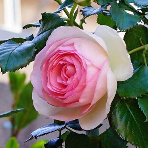 Peut inclure: Une seule rose rose et blanche avec un centre rose clair, en fleurs sur un buisson vert avec des feuilles.