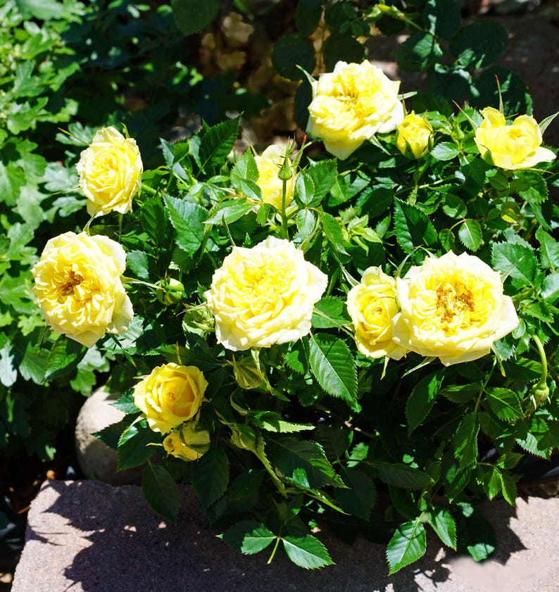 Small Tree Yellow Roses Mini Yellow Rose, Live Plant Potted, Healthy Own Root - Etsy