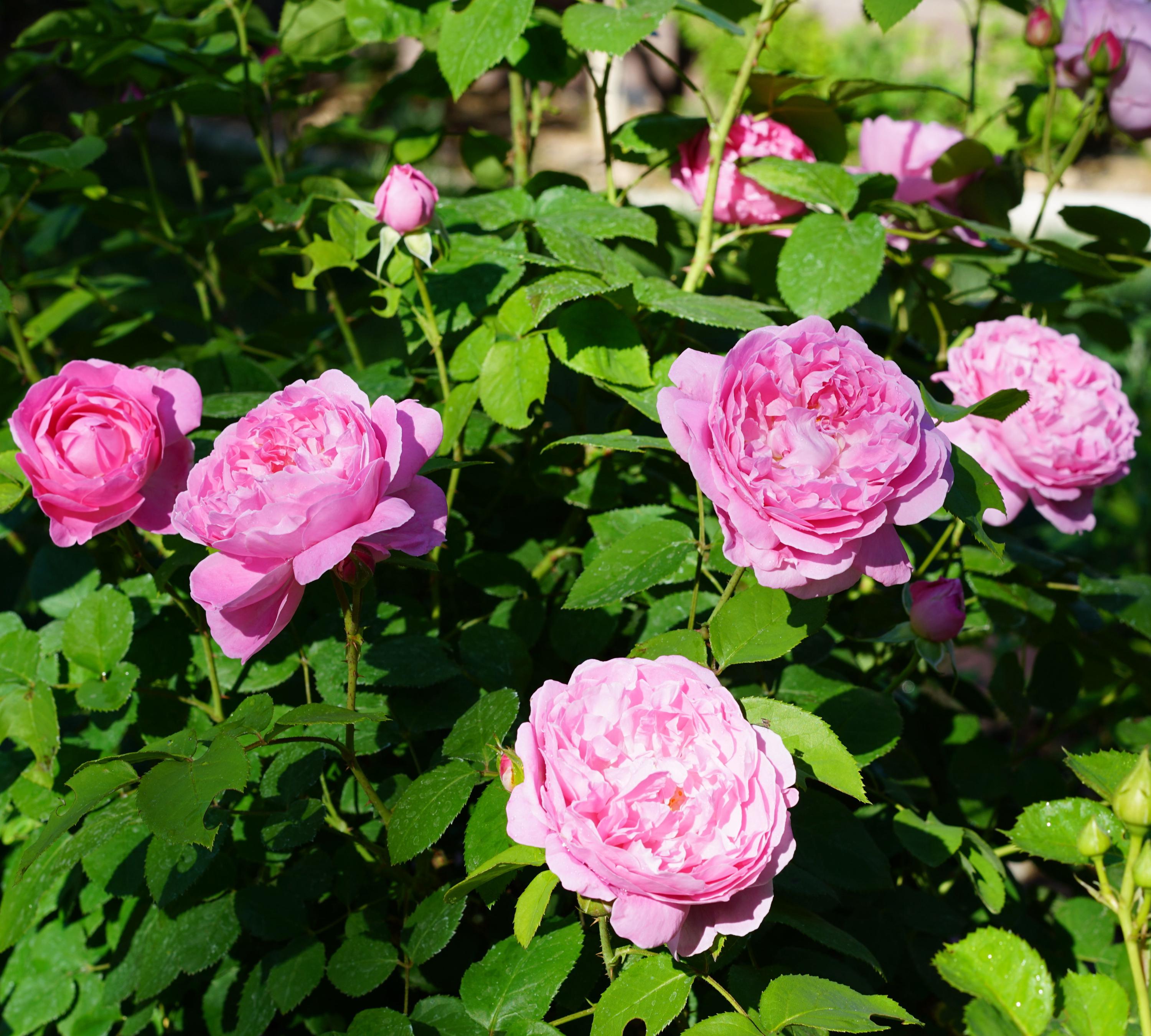 Beautiful Pink Old English Rose, Live Potted Plant With Healthy Own ...