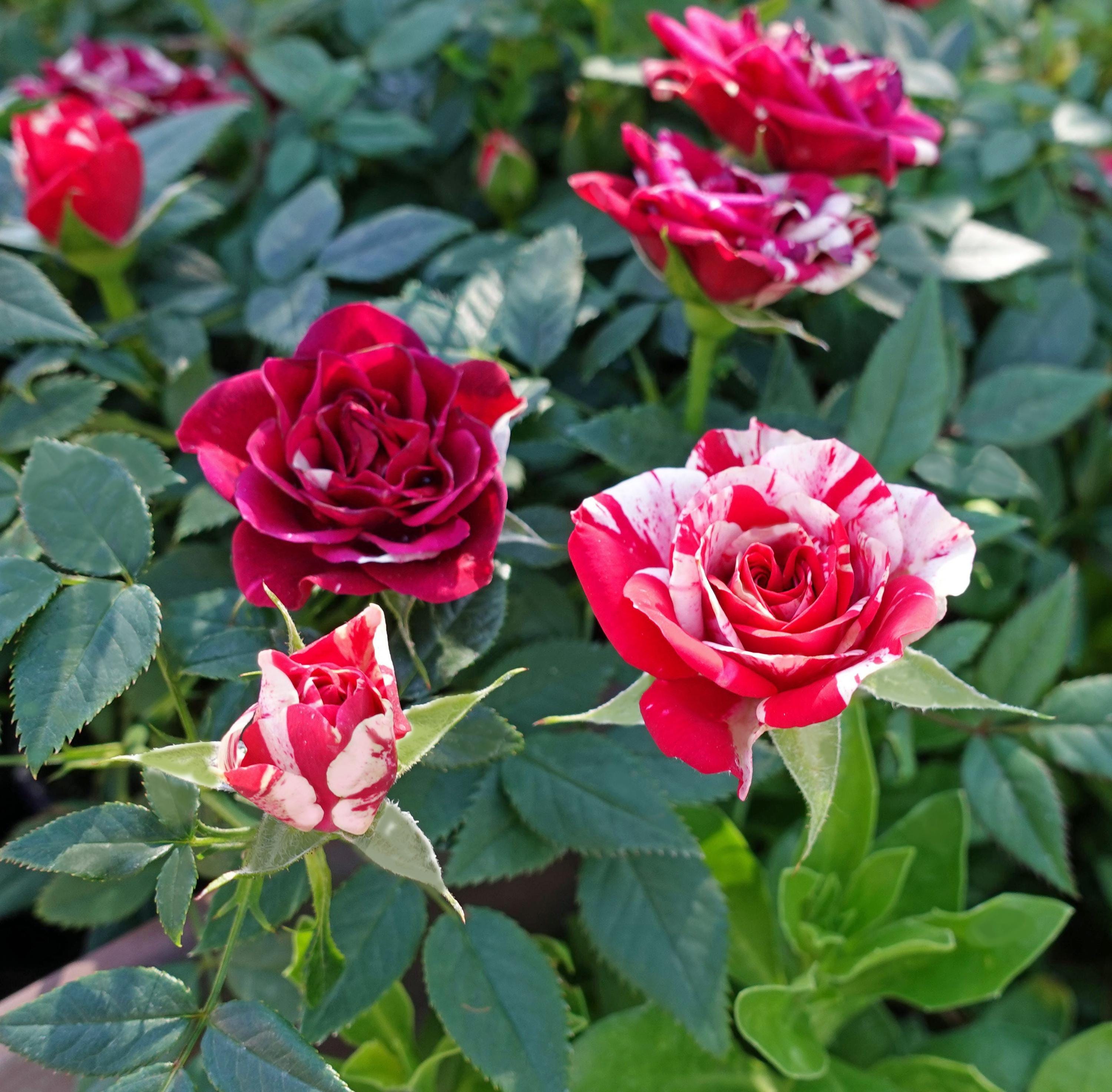 Mini Red and White Rose, Live Plant Potted, Healthy Own Root - Etsy