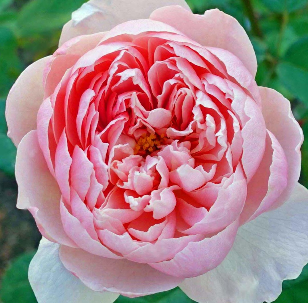 Prontable Pink Roses Beautiful Soft Pink Rose, Live Potted Plant With Healthy Own Roots F7 ...