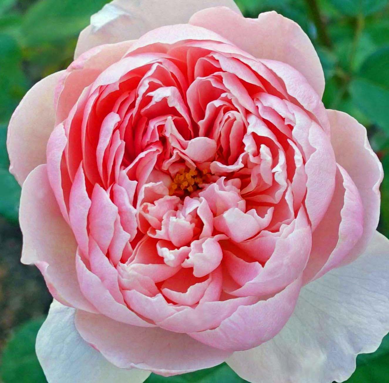 Pink Roses Not Fluffed Beautiful Soft Pink Rose, Live Potted Plant With Healthy Own Roots F7 ...
