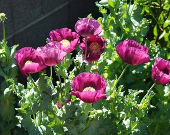 May include: A cluster of vibrant purple poppy flowers in full bloom, surrounded by lush green foliage. The flowers have delicate petals and a central cluster of yellow stamens.