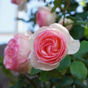 Peut inclure: Gros plan sur des roses roses en fleurs avec des feuilles vertes. Les roses ont un centre rose clair et des bords blancs.