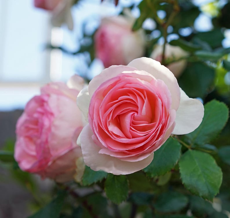 Peut inclure: Gros plan sur des roses roses en fleurs avec des feuilles vertes. Les roses ont un centre rose clair et des bords blancs.