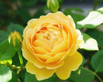 Rose anglaise très parfumée et de belle couleur dorée, plante vivante en pot avec des racines saines R4