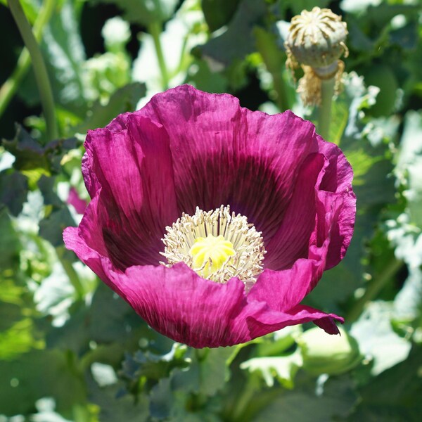 Beautiful bright purple Poppy flower 120 seeds