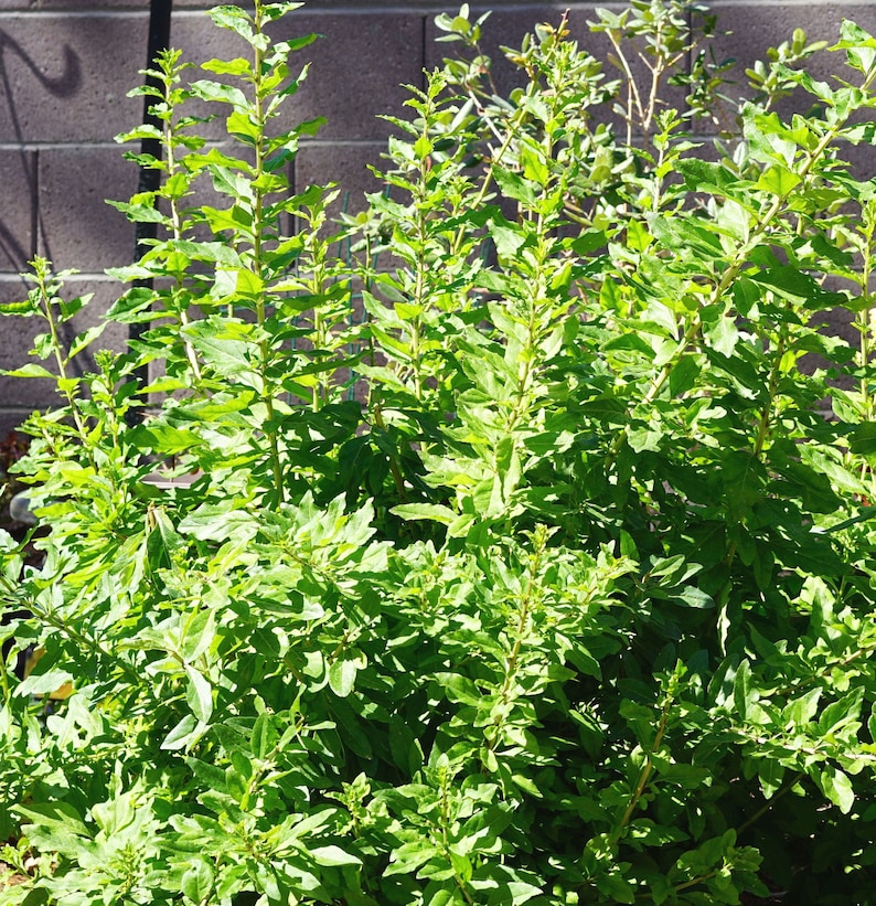 Goji Berry Plant edible Leaves, No Berries, Live Potted With Healthy