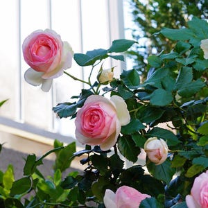 Peut inclure: Un gros plan sur un rosier rose et blanc avec plusieurs fleurs en diff&eacute;rents stades d'ouverture. Les roses sont entour&eacute;es de feuilles vertes.