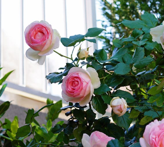 Pink Climber Rose: Giant Blooms, Lightly Fragrant, Live Plant