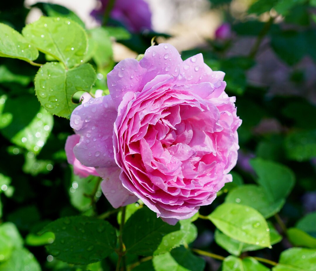 Beautiful Pink Old English Rose, Live Potted Plant With Healthy Own ...