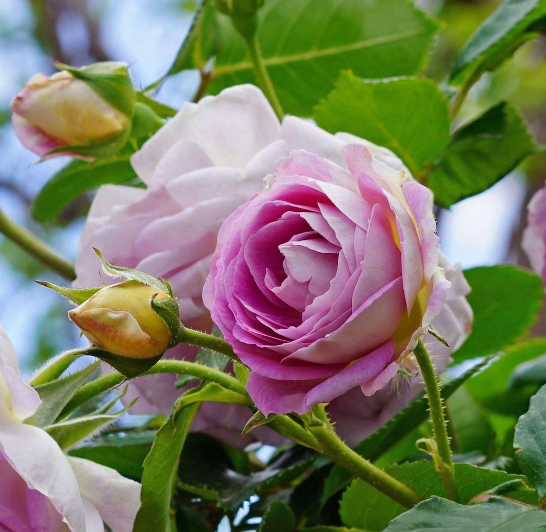 Beautiful Blue Pink and Neat Shape Shrub Rose. Live Potted Plant With ...