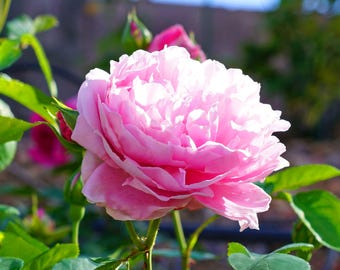 Beautiful Pink old English Rose, Live Potted Plant with Healthy Own Roots F1