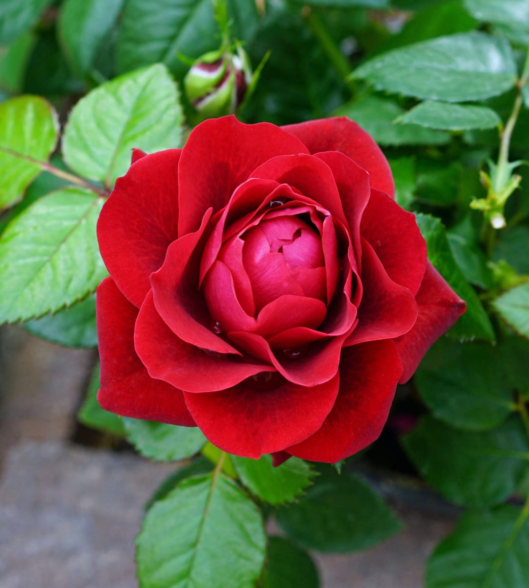 Ruby Red Roses Image Beautiful Mini Ruby Red Rose, Live Plant Potted, Healthy Own Root - Etsy