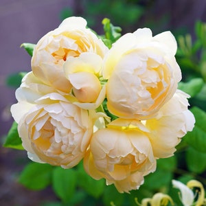 Beautiful Thornless Climbing Rose with strong warm  fragrance, Live Potted Plant with Healthy Own Roots F9