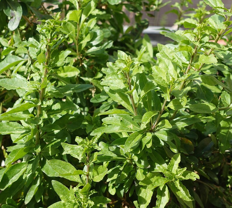 Goji Berry Plant edible Leaves, No Berries, Live Potted With Healthy