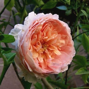 Beautiful Apricot color with Very Fragrant Rose, Live Potted Plant With Healthy Roots R6