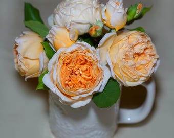 Belle couleur orange abricot, rose anglaise très parfumée, plante vivante en pot avec racines saines R3