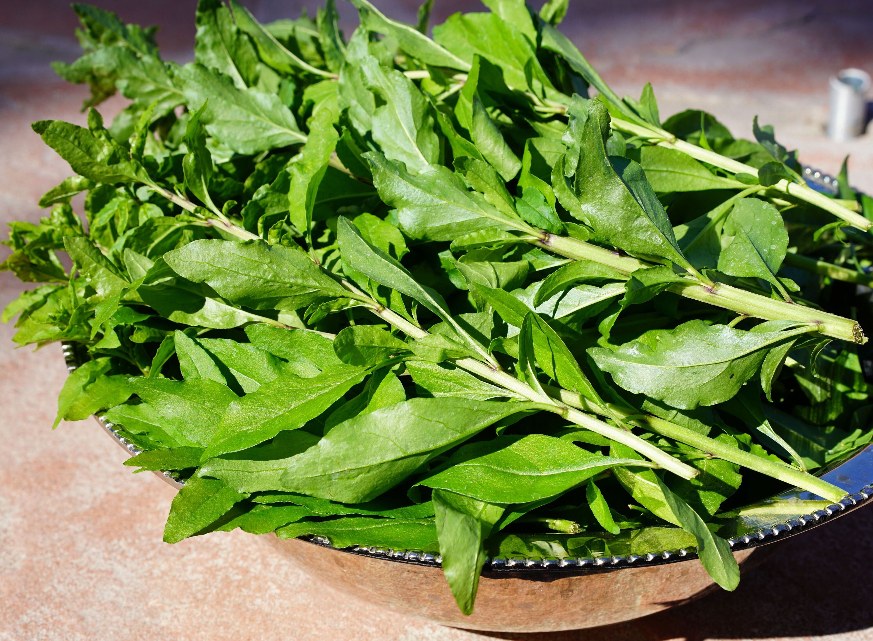 Goji Berry Plant edible Leaves, No Berries, Live Potted With Healthy