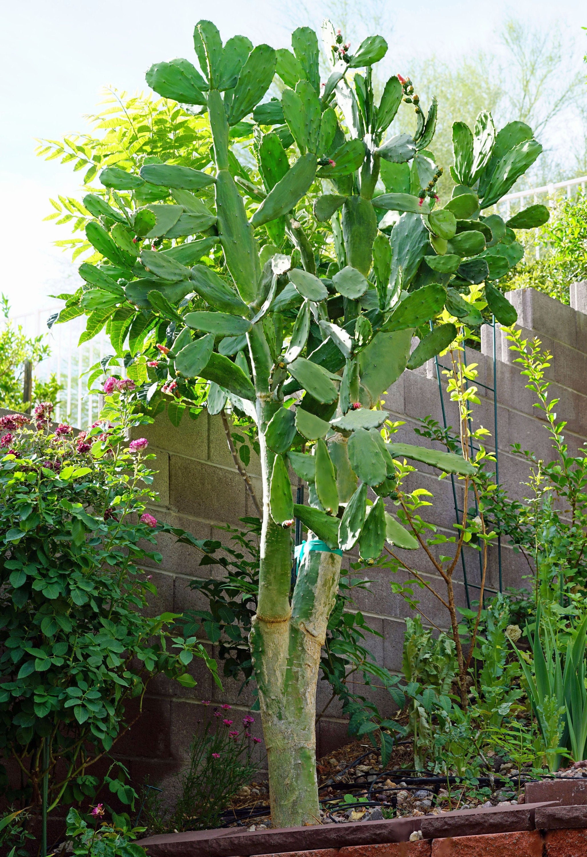 Jade Green Cactus (mostly Thornless), Can Grow Like a Tree or a Bush - Etsy