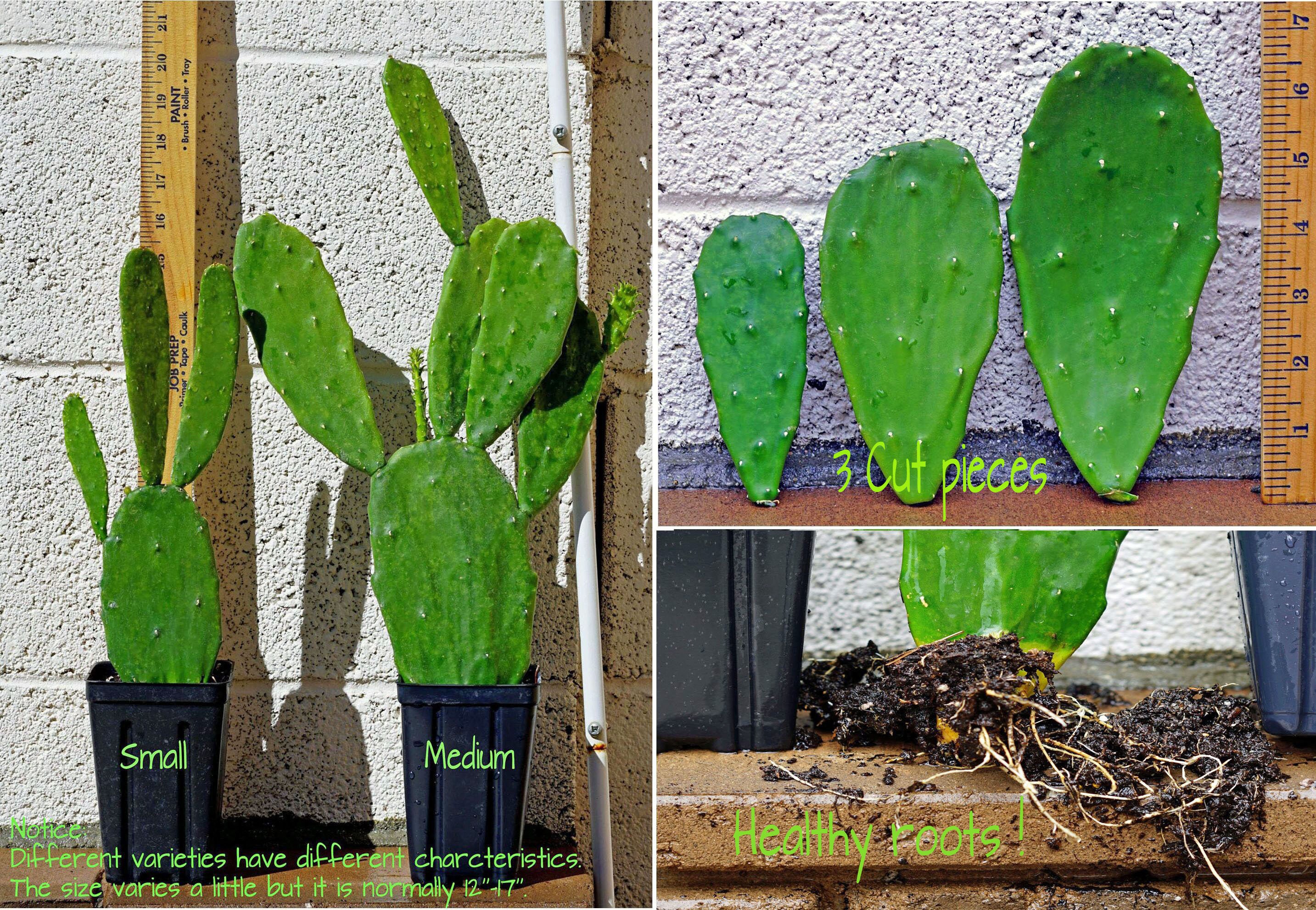Jade Green Cactus (mostly Thornless), Can Grow Like a Tree or a