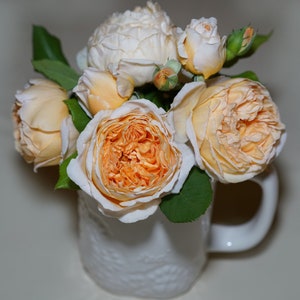 Beautiful Apricot-orange color with Very Fragrant English Rose, Live Potted Plant with Healthy Own Roots