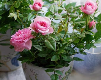 Magnifique mini rosier rose de taille moyenne, plante vivante en pot, racines saines