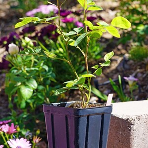 Peut inclure: Un petit rosier avec des feuilles vertes et un seul bouton poussant dans un pot en plastique noir. Le pot est pos&eacute; sur une surface en pierre brune.