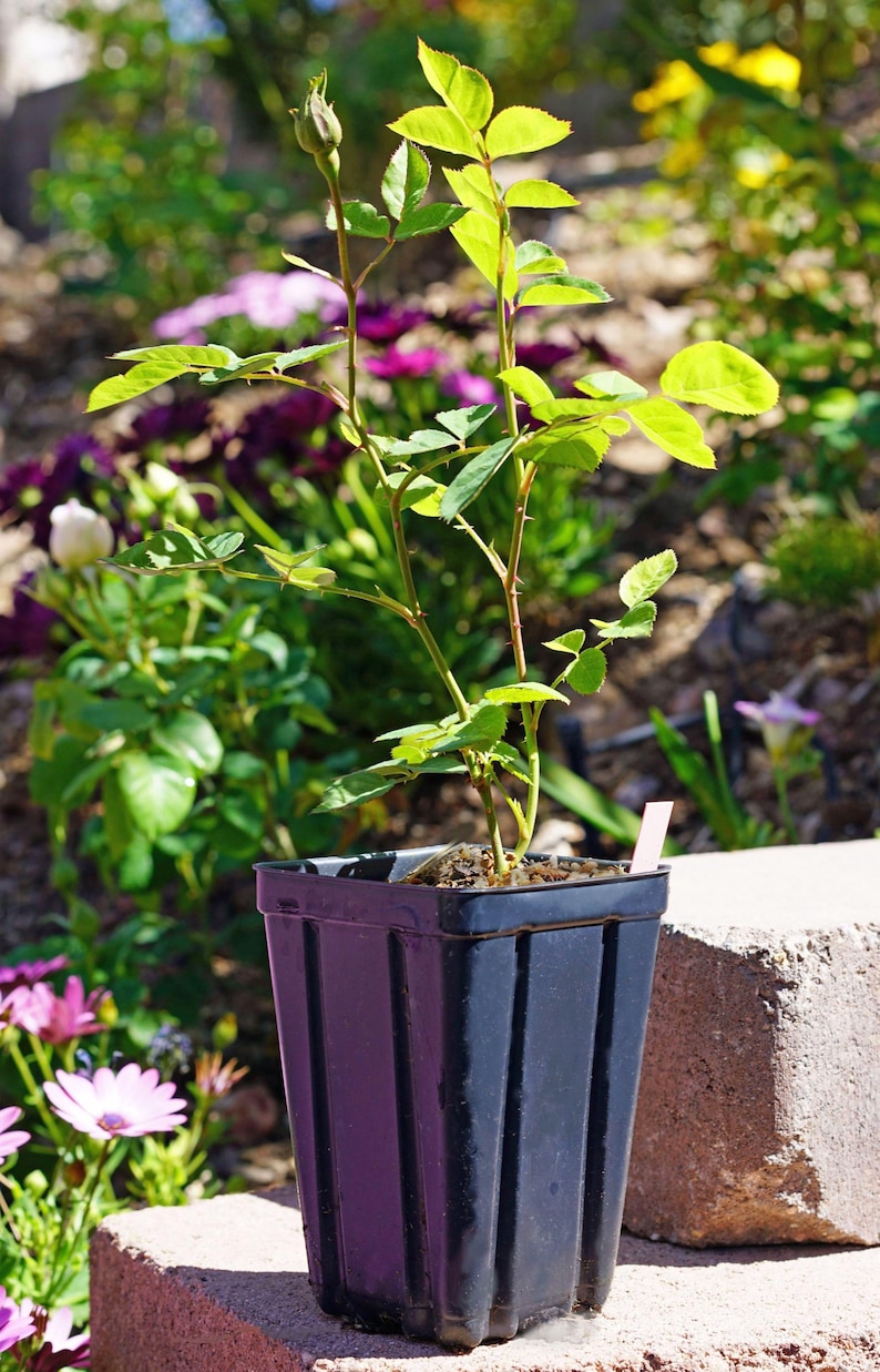 Peut inclure: Un petit rosier avec des feuilles vertes et un seul bouton poussant dans un pot en plastique noir. Le pot est pos&eacute; sur une surface en pierre brune.