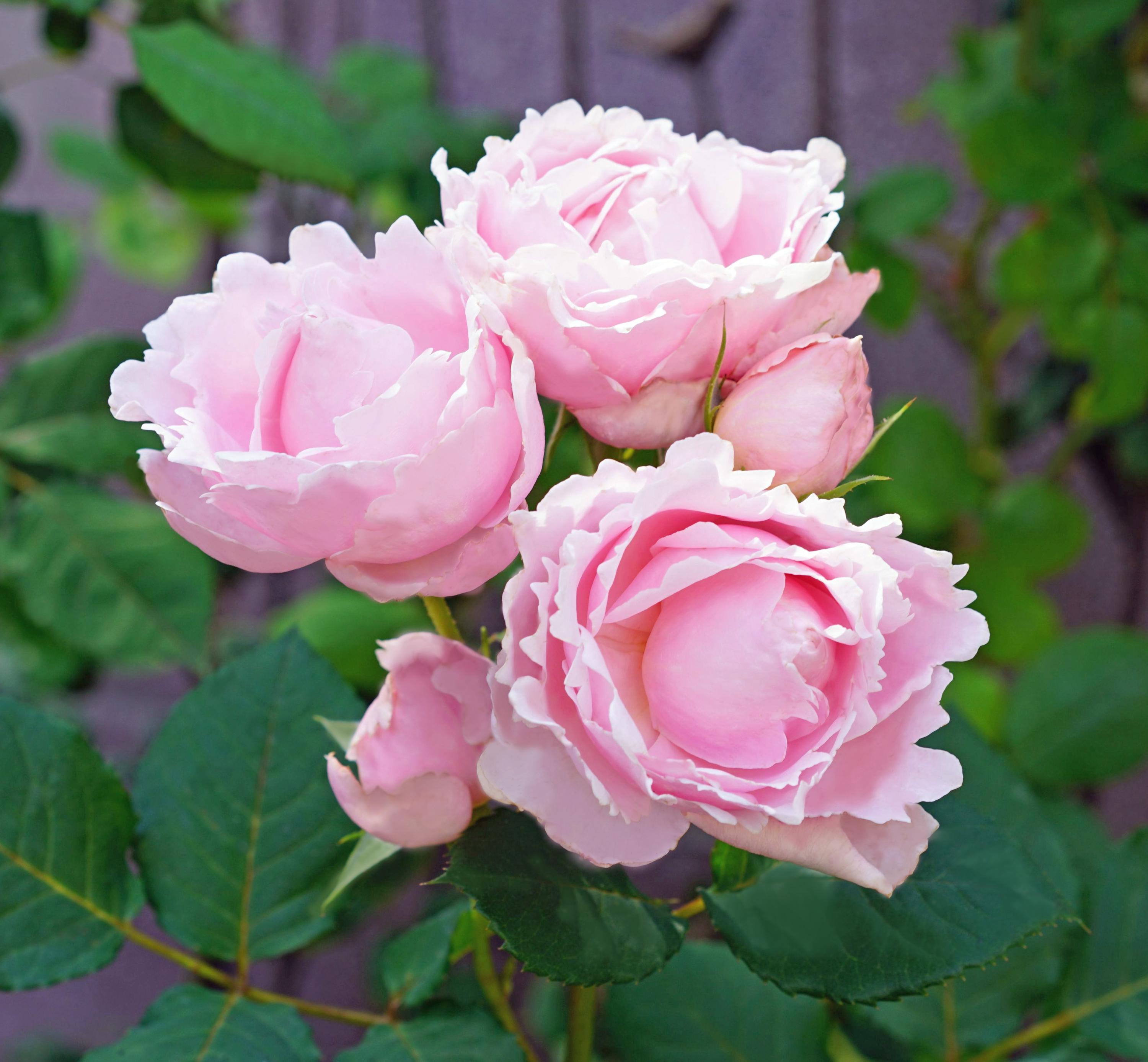 Shiny Pearl Pink Climbing & Shrub Rose, Large Peony Blooms, Live Potted ...