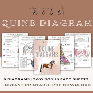 EQUINE DIAGRAMS | PDF Instant Download