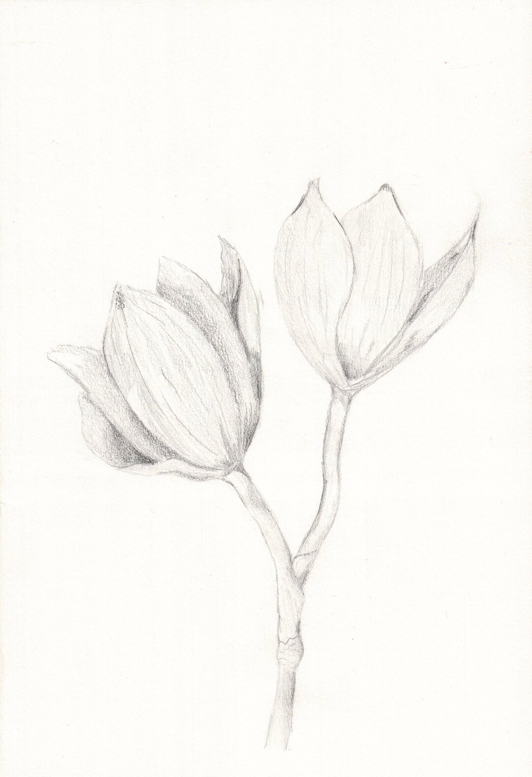 Black and White Flower Drawing Print - Etsy