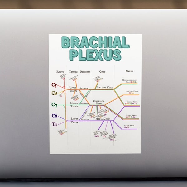 Brachial Plexus Sticker with background