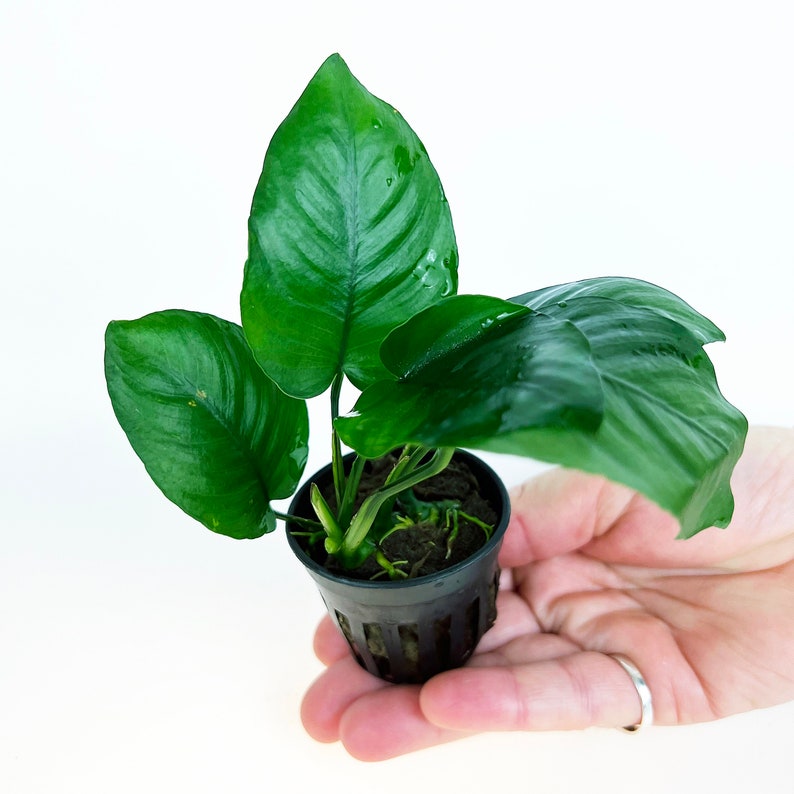 Anubias Barteri Broad Leaf 1 pot Aquatic Live Plants Perfect to all size tanks. Free Shipping Green Garden Corner image 2