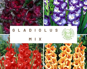 10 bulbs. Gladiolus bulbs color mix , burgundy, red, peach, violet-blue. . !!!!!!! FREE SHIPPING | Green Garden Corner