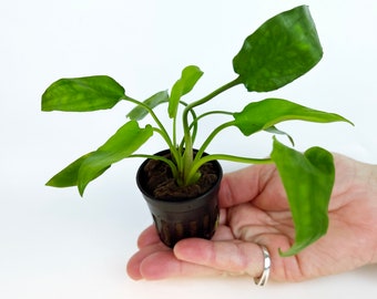 CRYPTOCORYNE WILLISI 1 Pot- Aquatic Live Plants Perfect to all size tanks. Free Shipping !!!! | Green Garden Corner
