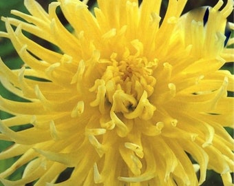 Dahlia Yellow Star | Captivating Dahlias | Nature's Masterpiece | Flowers Yellow | Holland Bulbs | Green Garden Corner