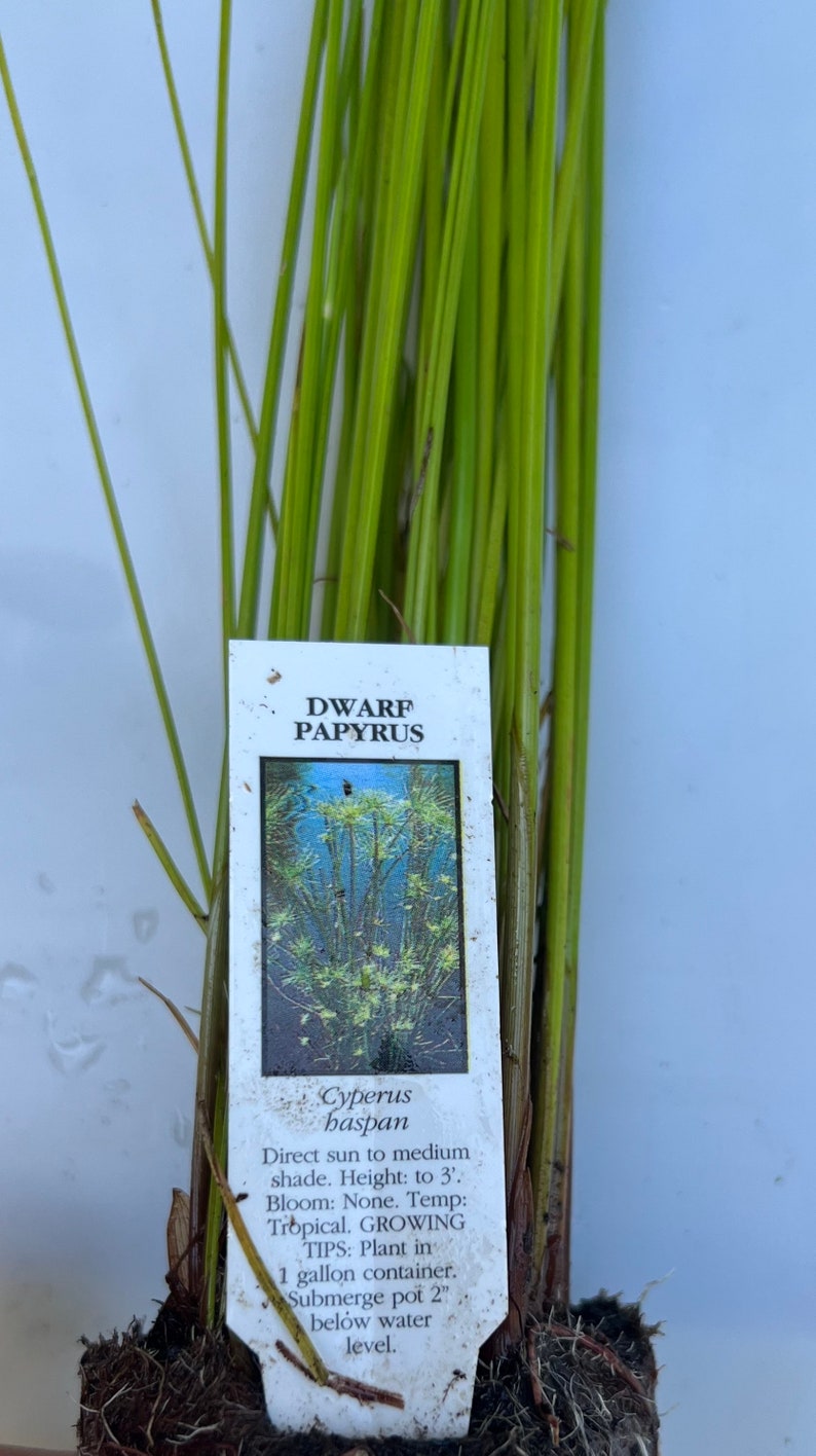 GreenGardenCorner Dwarf Papyrus Pond Plant - Thumbnail 4