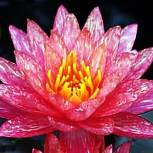 Water Lily Red Flowers Wanwissa Live Tuber for pond  FREE SHIPPING!!!! | Pond Live Plants | Green Garden Corner