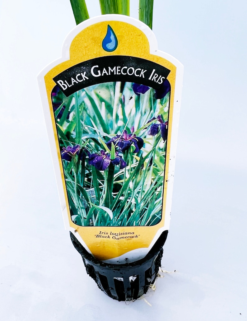 GreenGardenCorner Gamecock Louisiana Iris Plant - Thumbnail 4