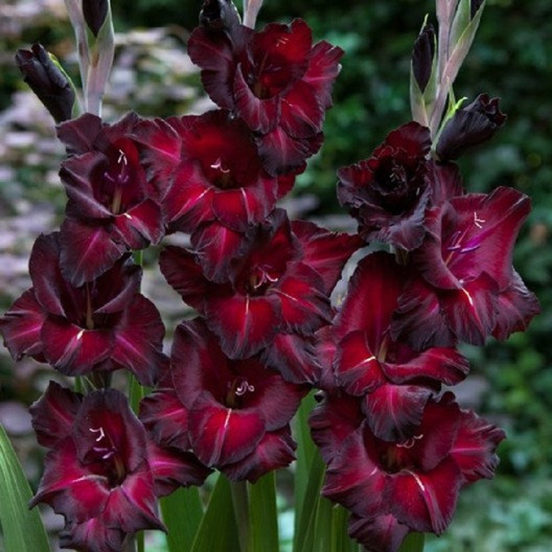 5 or 10 GLADIOLUS ESPRESSO Holland BULBS Burgundy red Flowers Free