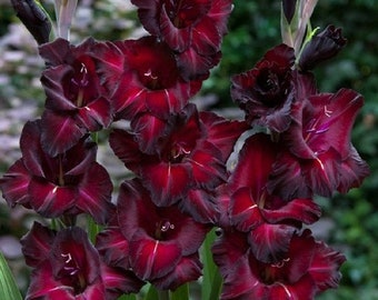 5  or 10 GLADIOLUS ESPRESSO Holland BULBS burgundy-red flowers Free Shipping !!!!!!! Green Garden Corner