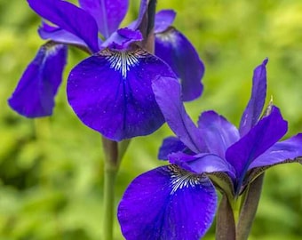 Blue Flag Iris Plant (Iris versicolor) - Garden & Pond