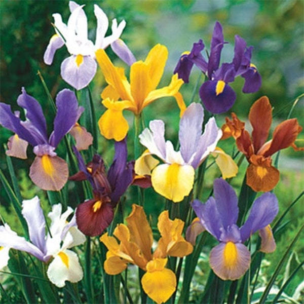Dutch Iris Beauty Mixed colors Iris bulbs for garden | Wonderful Colorful Accent In Your Garden | Holland Bulbs | Green Garden Corner