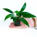 see more listings in the Aquarium Plants & Decor section
