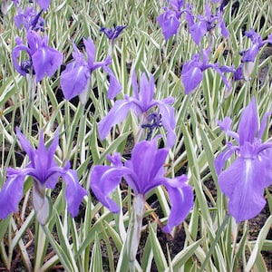 Japanese Variegated Iris (iris Kaempferi Variegata) Plant for Garden and  Pond | FREE SHIPPING!! | Pond Live Plants | Green Garden Corner - Etsy